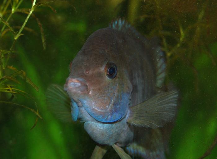 Cryptoheros sajica (Bussing, 1974)